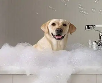 Banho e tosa de cachorro